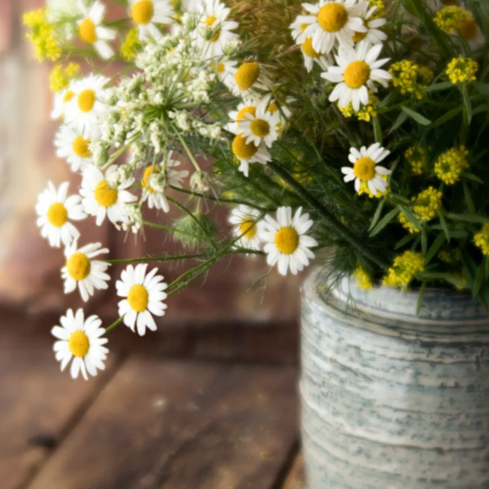 Daisies in a Pot